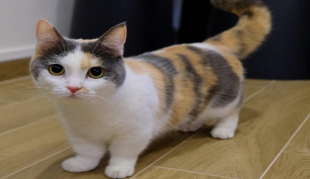 QUEL TYPE DE CHAT EST FAIT POUR VOUS&nbsp;?